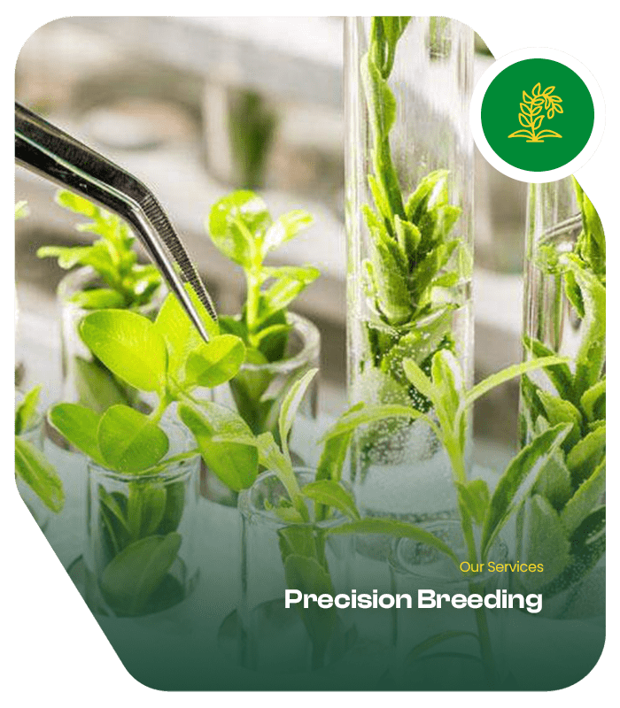 Services School of Breeding 4-min This refers to advanced biotechnological methods, often utilizing tools like CRISPR, to make targeted genetic improvements in plants.