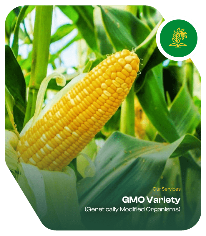 Services School of Breeding 5-min GMO varieties are plants that have been genetically engineered to express certain traits, such as resistance to pests or tolerance to herbicides.